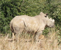 White Rhino
