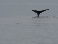 Humpback's tail showing while doing a dive..