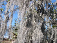 Sphagnum Moss laden trees