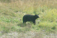 Brown Bear viewed from train