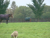Famous Vintage Crop in the background