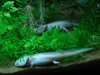 Those wierd looking walking fish