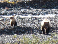 Momma and baby brown bear
