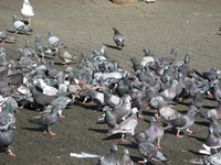 This flock of pigeons remind us of the pigeons in St Mark's Square in Venice