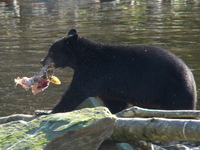 Bear feasting on caught Salmon