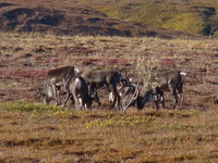 Caribou herd
