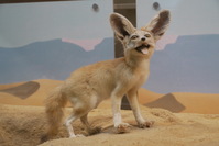 Now here is one crazy eyed critter - a Fennec