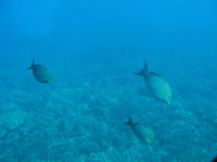 Submarine Fish Photo