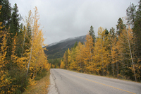 Trees on road to Tramway