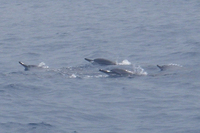 Spinner Dolphins