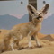 171e1b7c44-now_here_is_one_crazy_eyed_critter_-_a_fennec